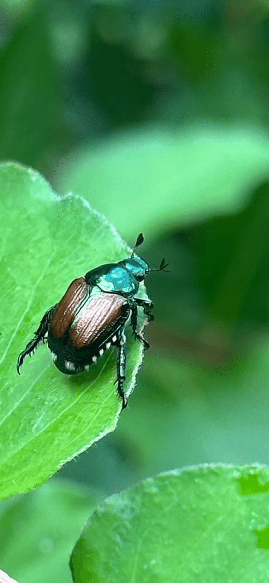 豆黄金虫｜EGGSEED