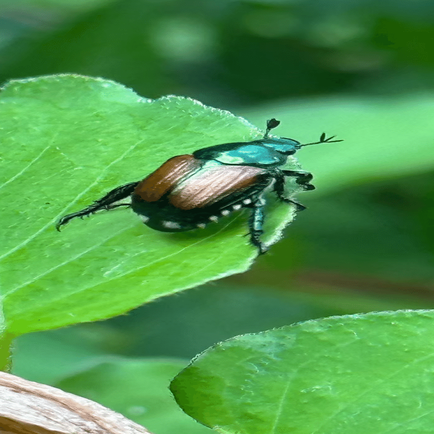 豆黄金虫｜EGGSEED