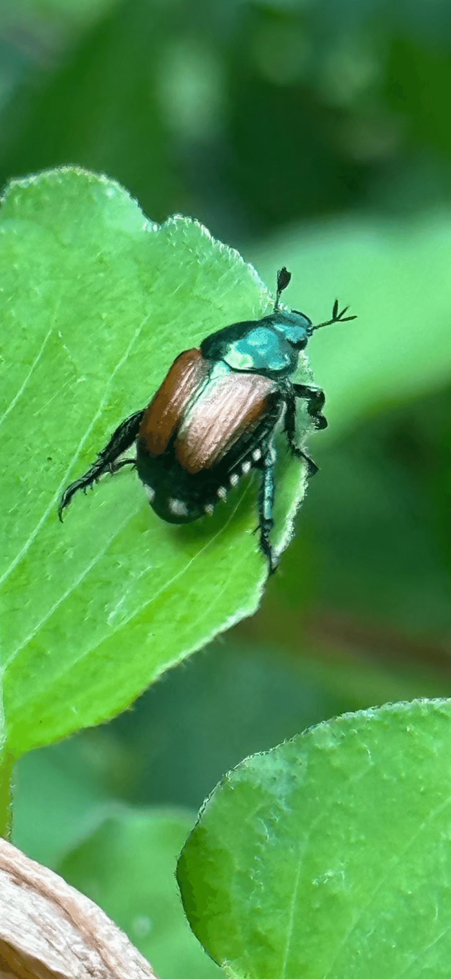 豆黄金虫｜EGGSEED