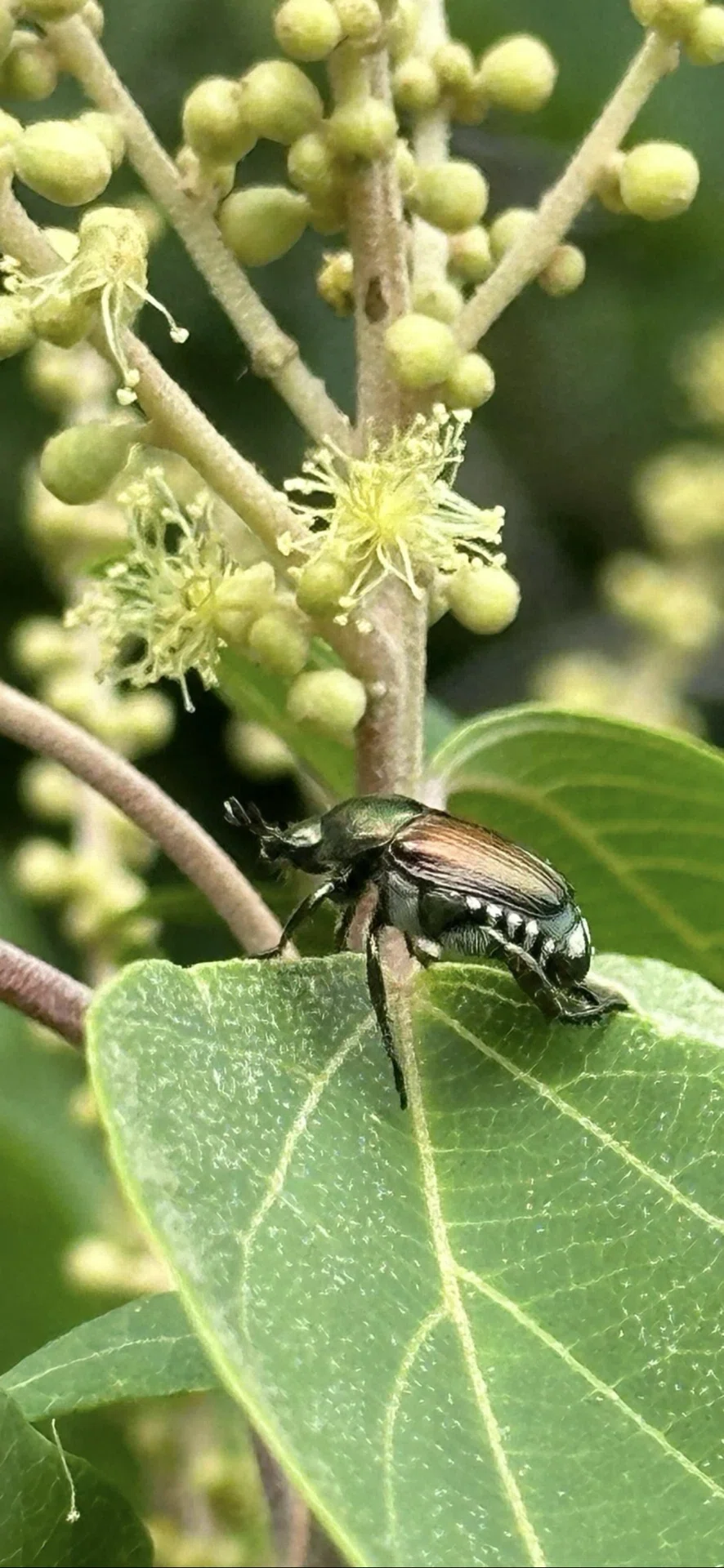 豆黄金虫｜EGGSEED