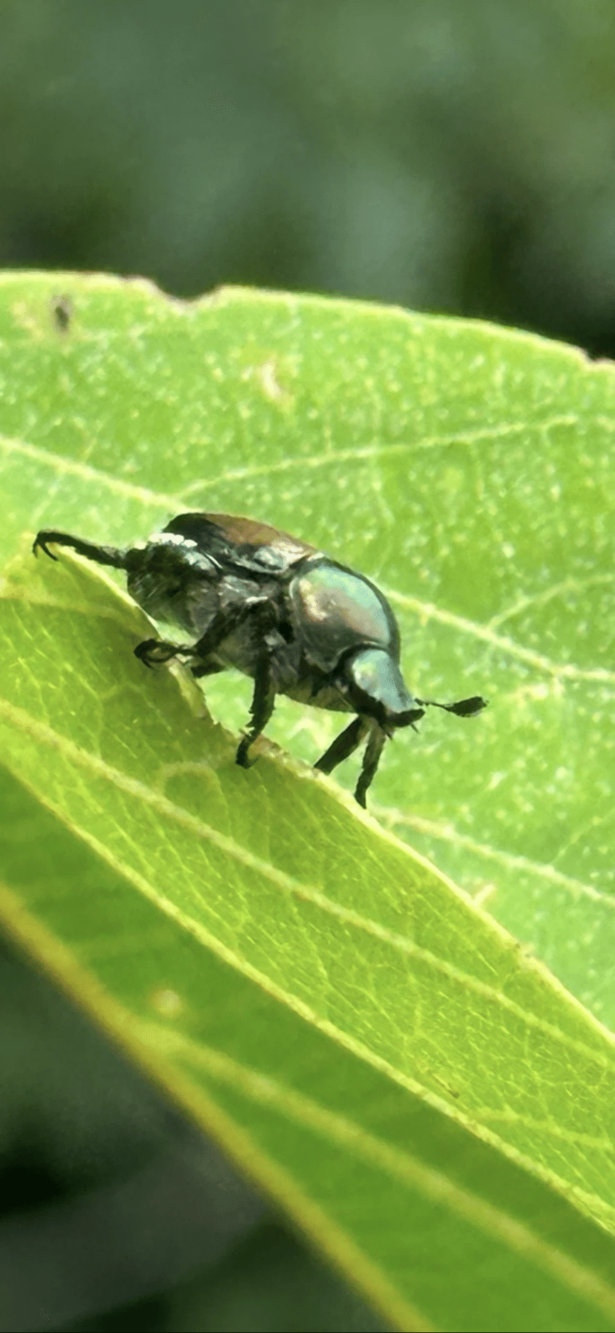 豆黄金虫｜EGGSEED