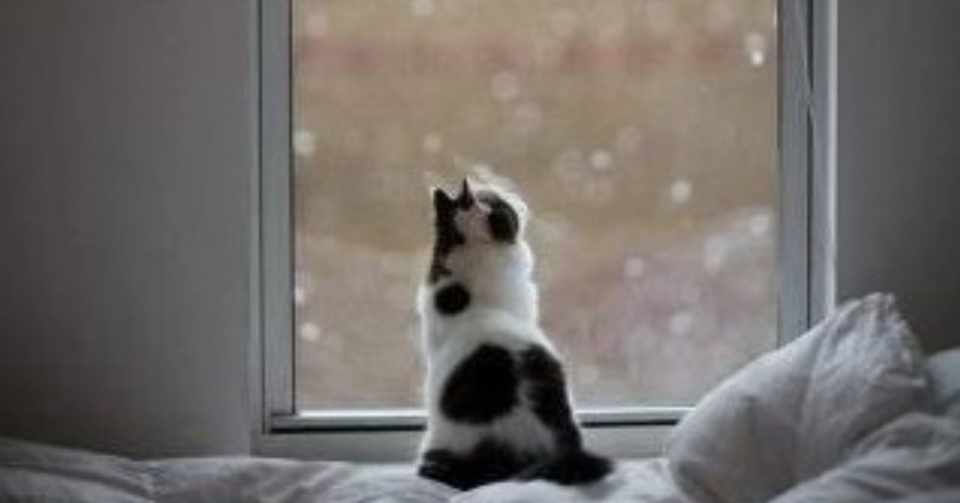 ペットシッターの仕事と立ちはだかる壁 小梅 Koume Note