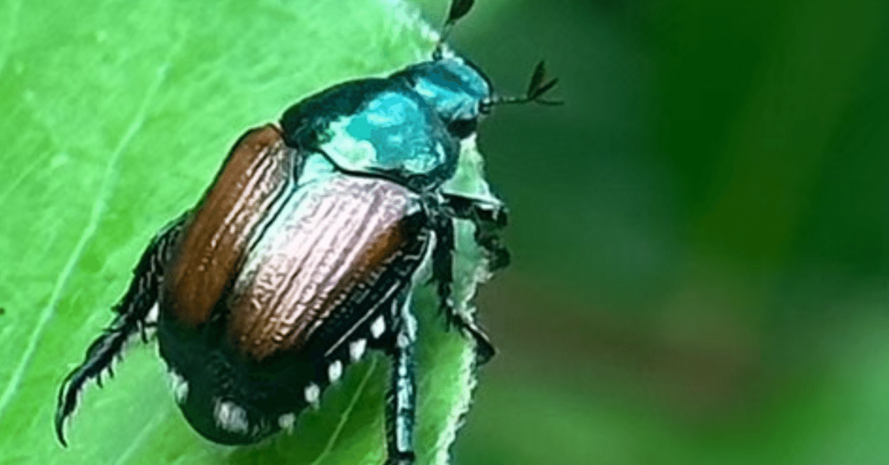 黄金虫 マメコガネ - Wikipedia