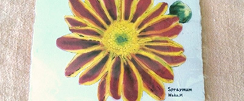 南の島の花たちポストカード５枚セット