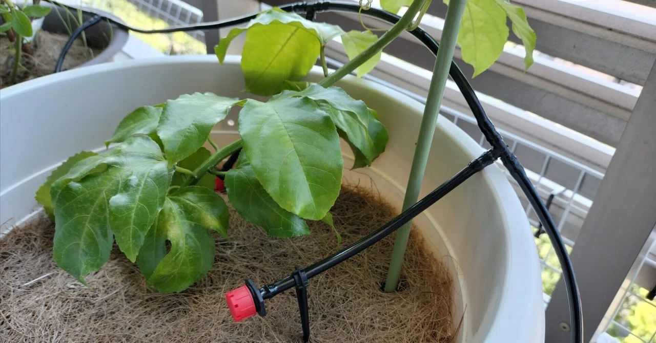 ベランダでの自動散水機の設置：夏の旅行でも植物が枯れません