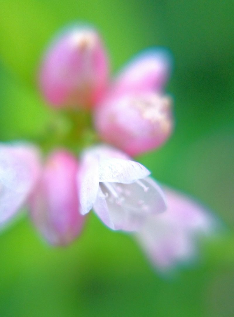 ミゾソバの花言葉は純粋 の新着タグ記事一覧 Note つくる つながる とどける ミゾソバの花言葉は純粋 の新着タグ記事一覧 Note つくる つながる とどける