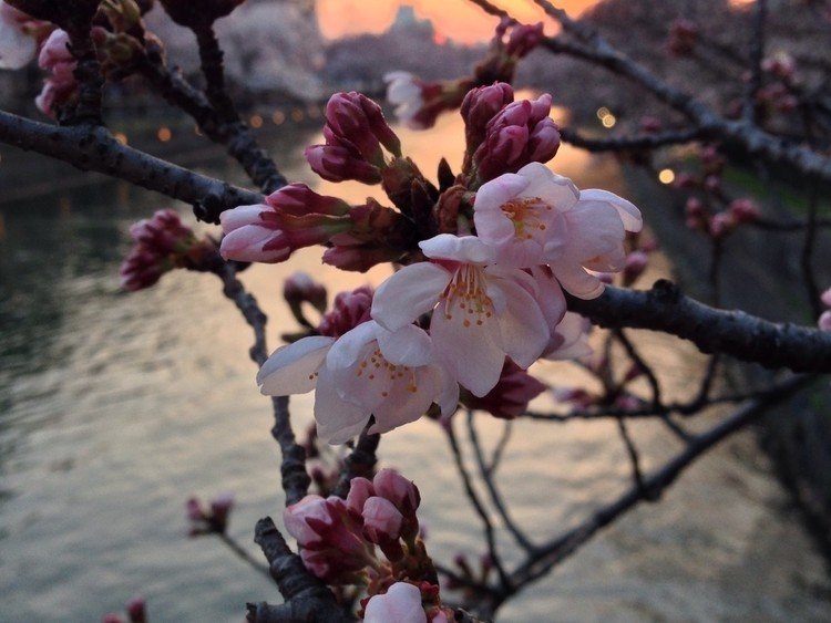 今年も桜が咲き始めました。
夕暮れ時の桜も良いもんです♪