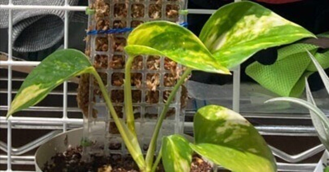 ポトスをモスポールに登らせてみた（2ヶ月の成長編）｜そーいち・F