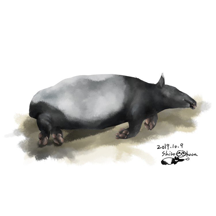 久しぶりのマレーバク舎ではみな昼寝中。そっとのぞいた屋内ではジュリさんが何があっても起きないぞ、とばかりに熟睡していました。また会いに行きます。 #福岡市動物園 #マレーバク #イラスト #tapir