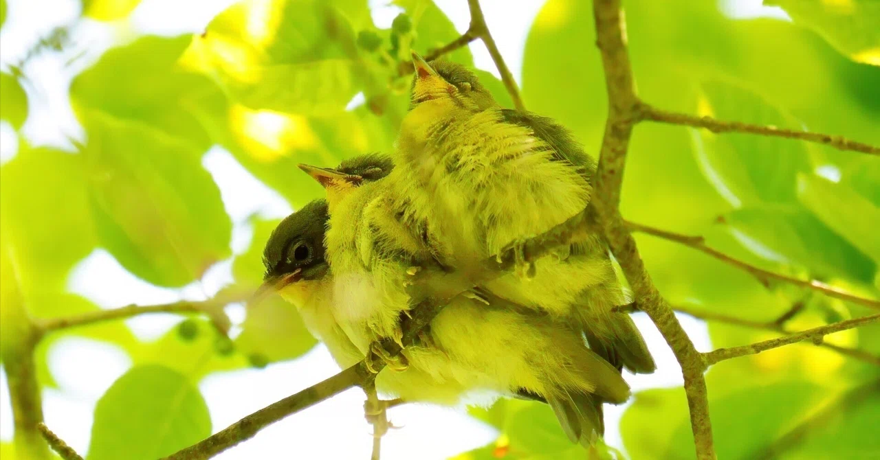 メジロ幼鳥(団子三兄弟？)｜Miya