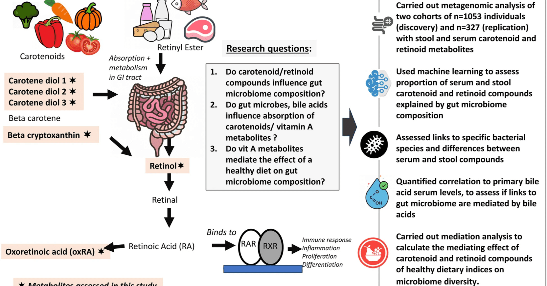 レチノイドではなくビタミンAカロテノイドが、健康的な食事が腸内微生物の多様性に及ぼす影響を媒介する｜哉百名