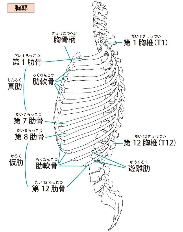 胸椎の取り扱い説明書 ピラティスで理想の体を手に入れる 理学療法士 ピラティス カラダnote吉田直紀 Note 胸椎の取り扱い説明書 ピラティスで理想の体を手に入れる 理学療法士 ピラティス カラダnote吉田直紀 Note