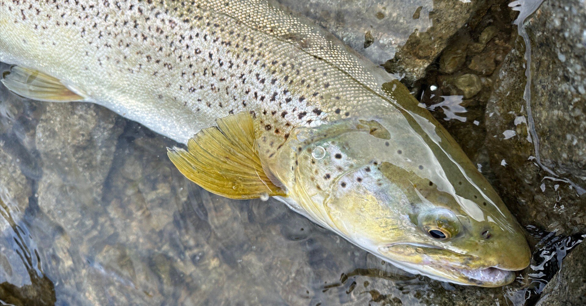 Amazon.co.jp: DVD スライドスプーン 中禅寺湖でレイクトラウトを獲る