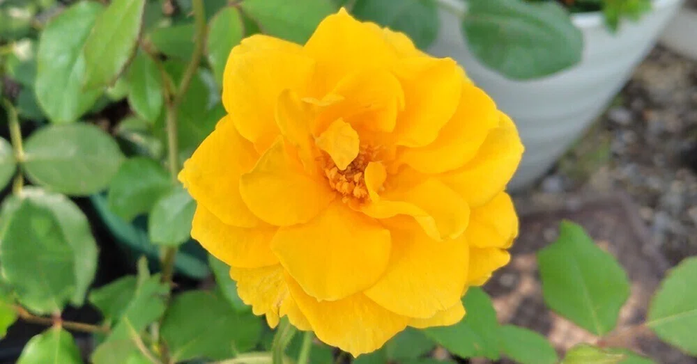 cocoa-rose｜note