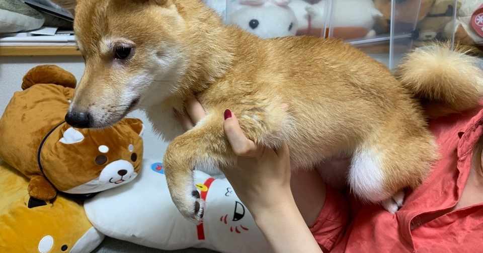犬の寝てる顔ってなぜこんなに可愛いのか 四方漱一 Note