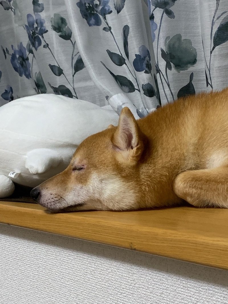 犬の寝てる顔ってなぜこんなに可愛いのか 四方漱一 Note 犬の寝てる顔ってなぜこんなに可愛いのか 四方漱一 Note