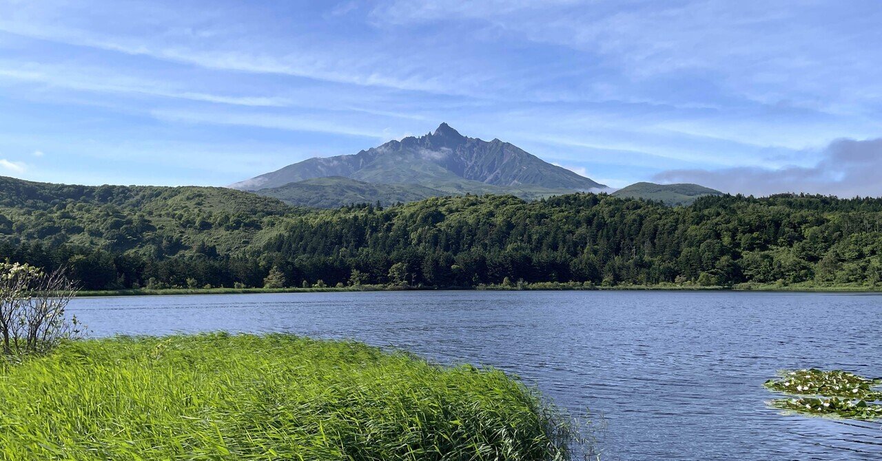 山採り 一位 オンコ 北海道 利尻 希少 - 観葉植物