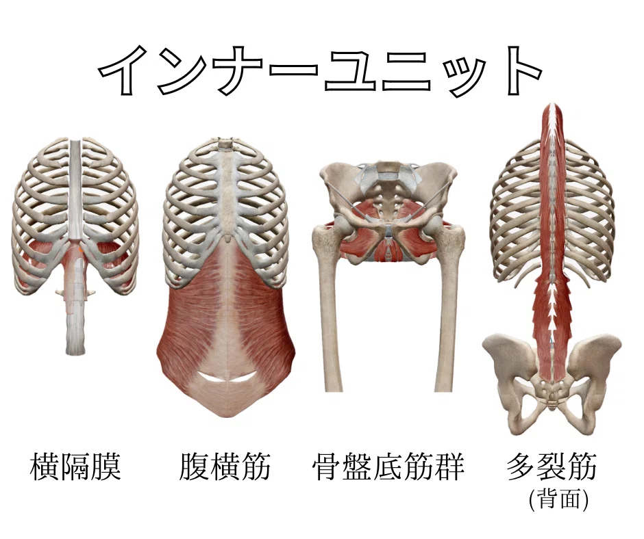 インナーマッスル インナーマッスルでコルセットを作る！｜こずフィット/姿勢が叶える