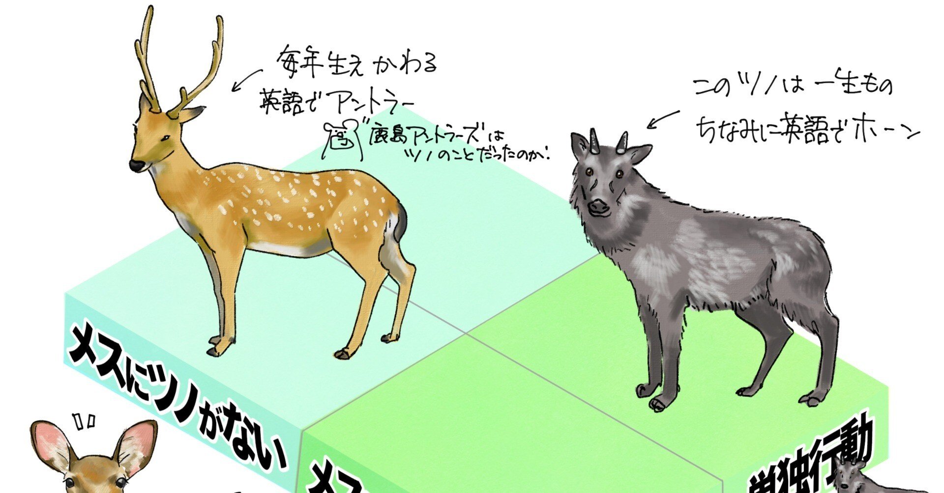 カモでもシカでもない。カモシカはウシ。｜くますけ｜自然ガイド