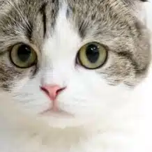 おかだ【ペットと生きる】