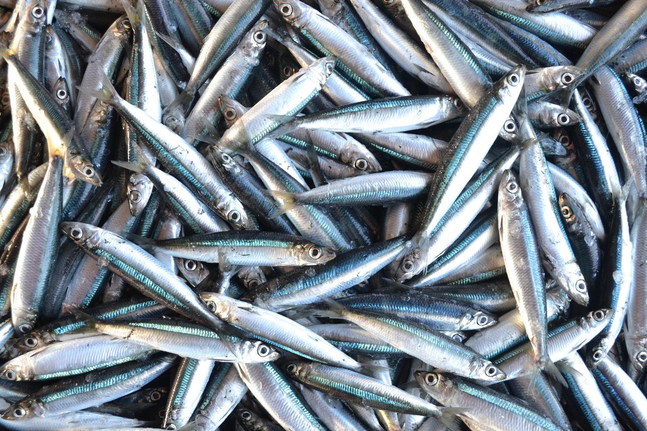 お魚と共に生きる人 うみまちテーブル Note お魚と共に生きる人 うみまちテーブル Note