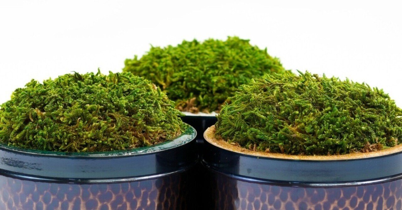 アメリカ向け苔アートのご紹介｜Garden archive