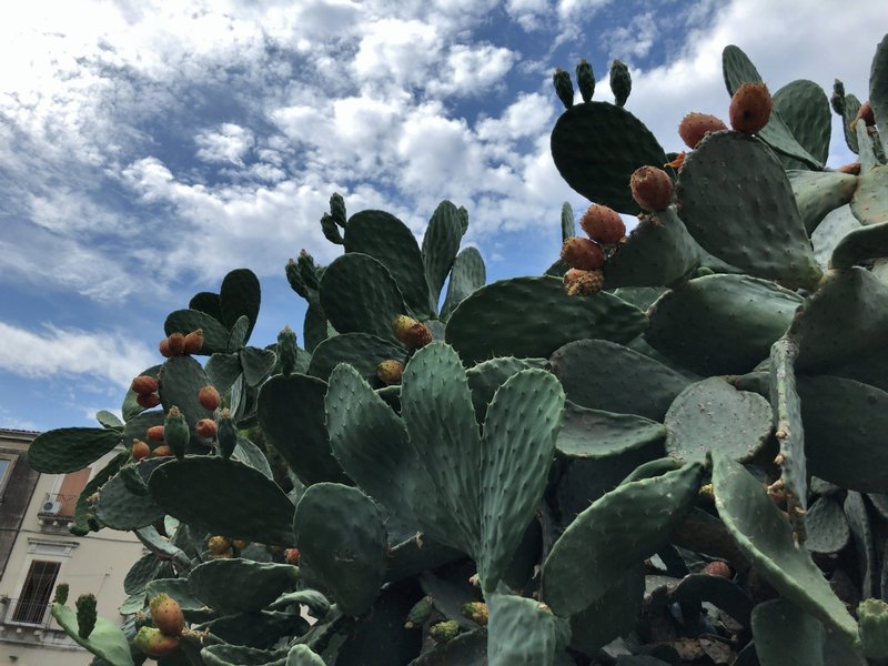 サボテンの実はほんのり甘くて痛い 小畑梨庵 Note