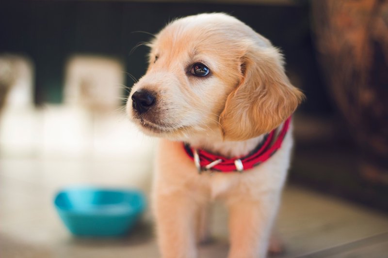 犬 は心臓外科医並みに優秀かもしれない 3万人から得られた 長生きの証拠とは はがくん 独学を応援する薬剤師 Note 犬 は心臓外科医並みに優秀かもしれない 3万人から得られた 長生きの証拠とは はがくん 独学を応援する薬剤師 Note