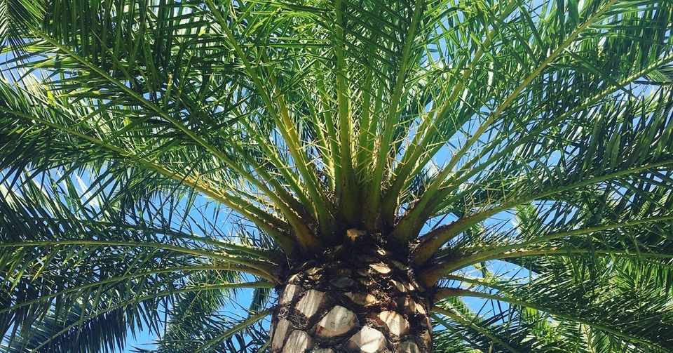 Palm Tree ヤシの木 の氣功 Natsualoha Note