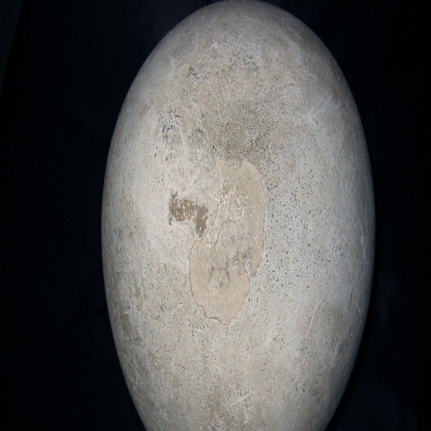 安曇野から発信する潤一博士の目】51～恐竜の卵の化石～｜絵本美術館