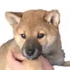 しばぞう