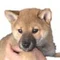 しばぞう