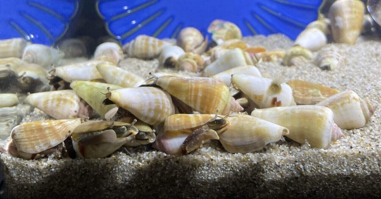 水槽のクジラ　CD 貴重　レア　廃盤　開け放つ窓 水槽のクジラ CD 貴重 レア 廃盤 開け放つ窓 - メルカリ