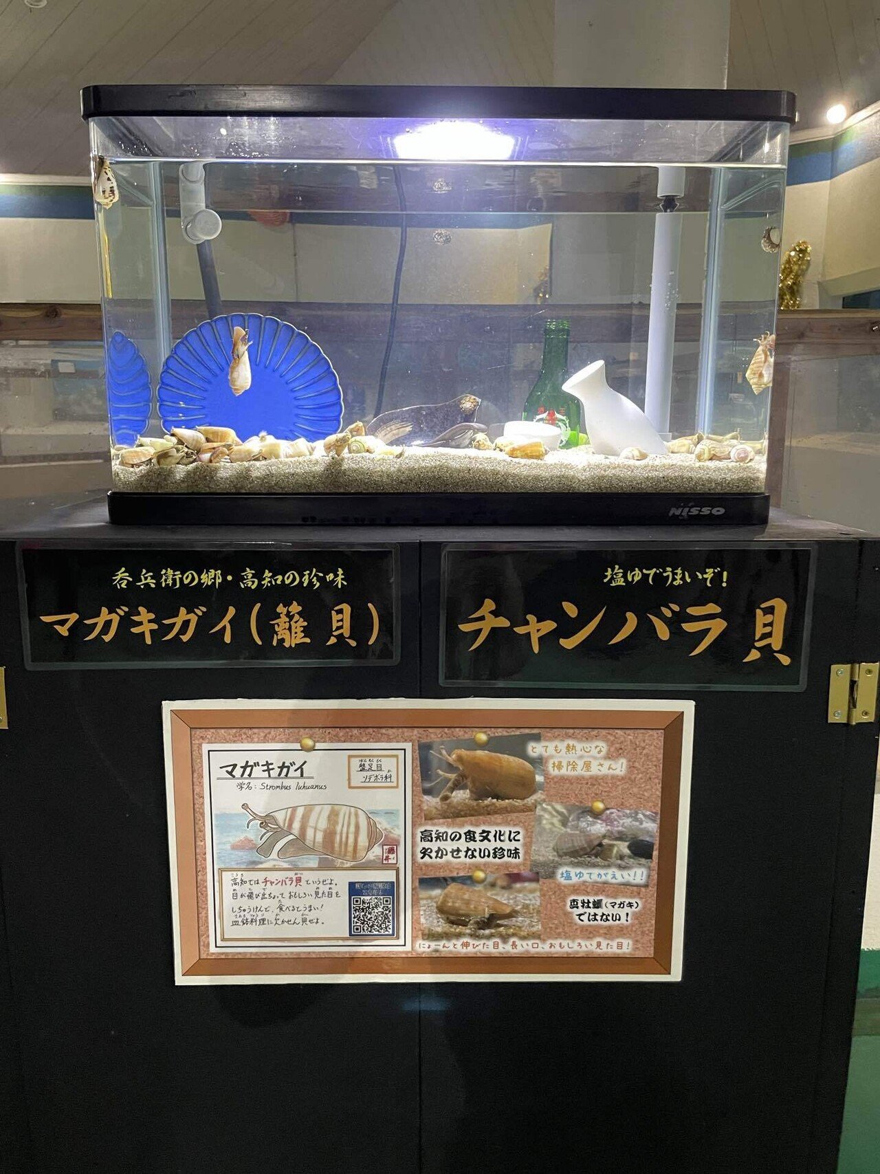 水槽のクジラ　CD 貴重　レア　廃盤　開け放つ窓 水槽のクジラ CD 貴重 レア 廃盤 開け放つ窓 CD