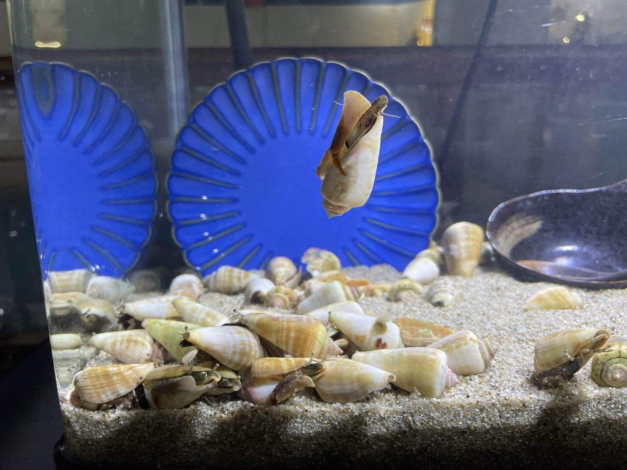 インテリア⭐︎水槽⭐︎沖縄の貝殻☆ Amazon.co.jp: ホタテ貝 貝殻型 水槽の装飾 風景工芸用 素敵な貝殻型