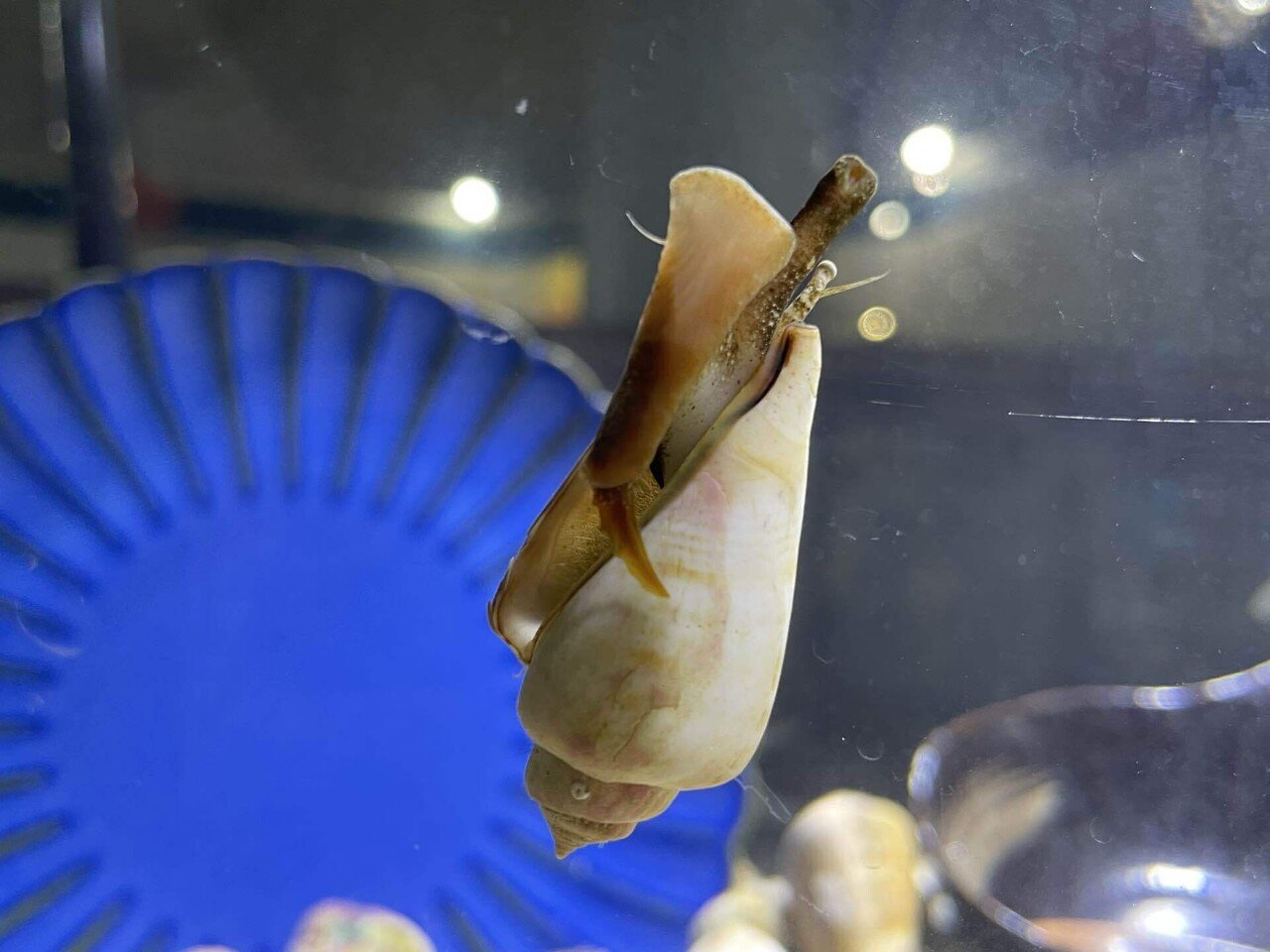 貝だらけな水槽ができました！｜桂浜水族館 公式