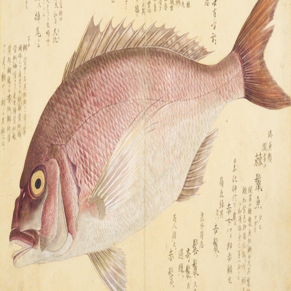 梅園魚品図正】(49) 鯛（たひ）｜mominaina