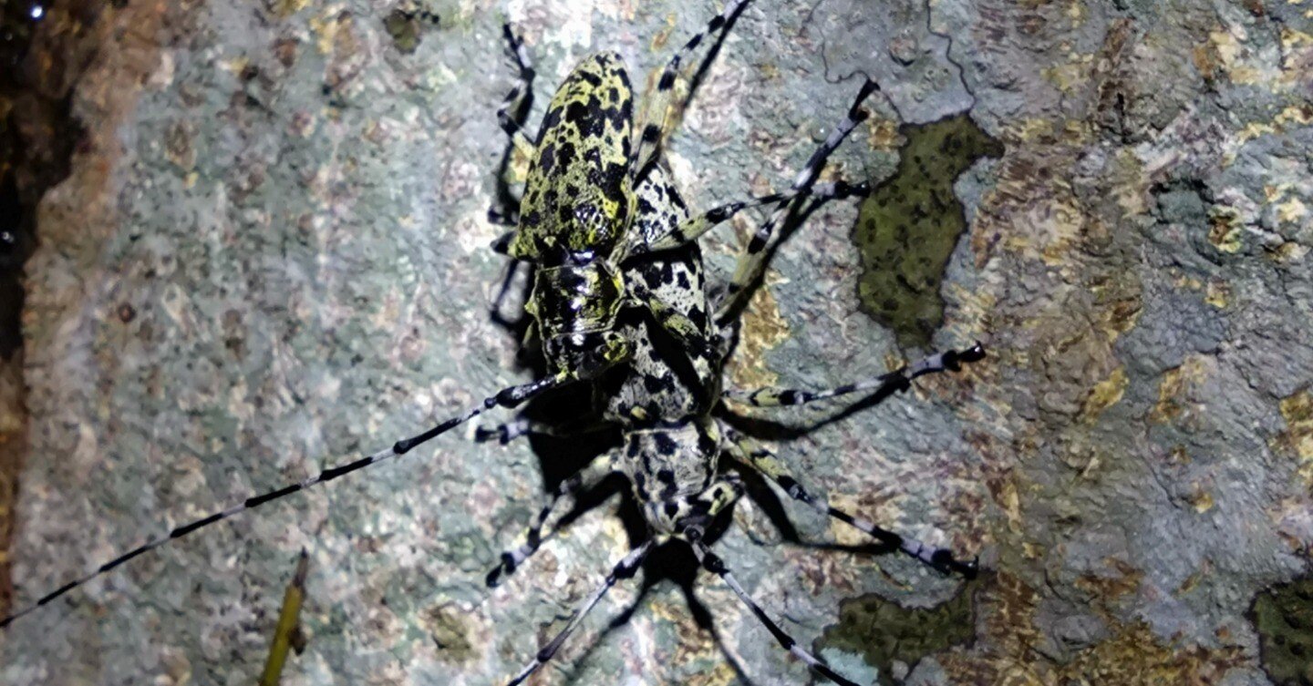 ヒゲナガゴマフカミキリ -Palimna liturata-｜姫アサギ