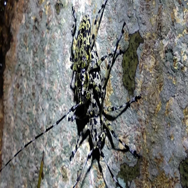 昆虫標本 完全雌雄型 ヒゲナガゴマフカミキリ】 昆虫標本 完全雌雄型