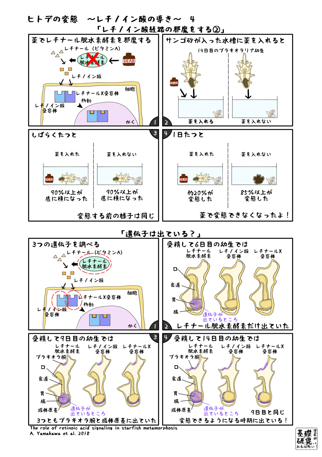 ヒトデの変態 レチノイン酸の導き 4 かわいせーざん 基礎研究っておもしろい 生物編 Note