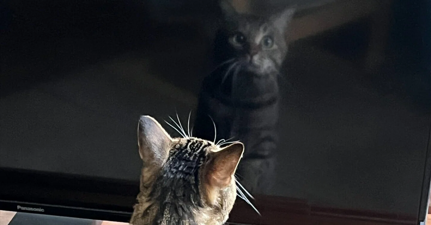 それは怪しいものじゃなくて自分なんよ」テレビ画面を見つめる猫ちゃん 