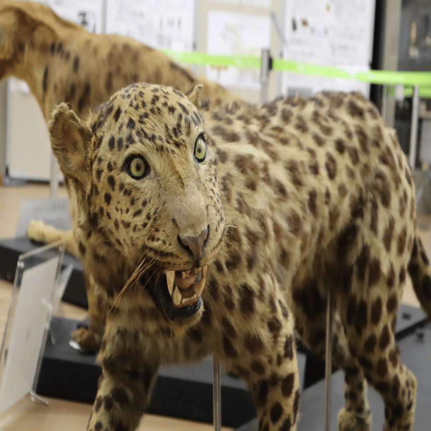 戦争と動物園と。｜Mr.シンゲツ