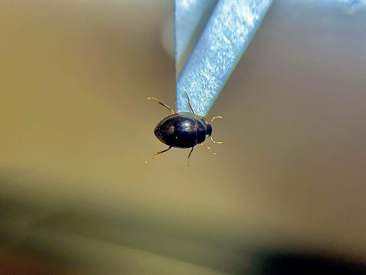 小さなゲンゴロウなどなど｜あまね屋さん