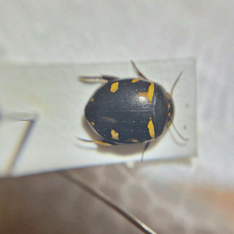 小さなゲンゴロウなどなど｜あまね屋さん