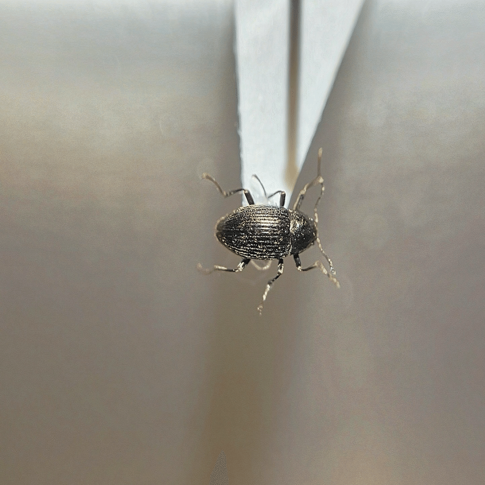 小さなゲンゴロウなどなど｜あまね屋さん