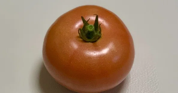 🍅トマト🍅｜ゆるび屋〜自然栽培の記録〜｜note