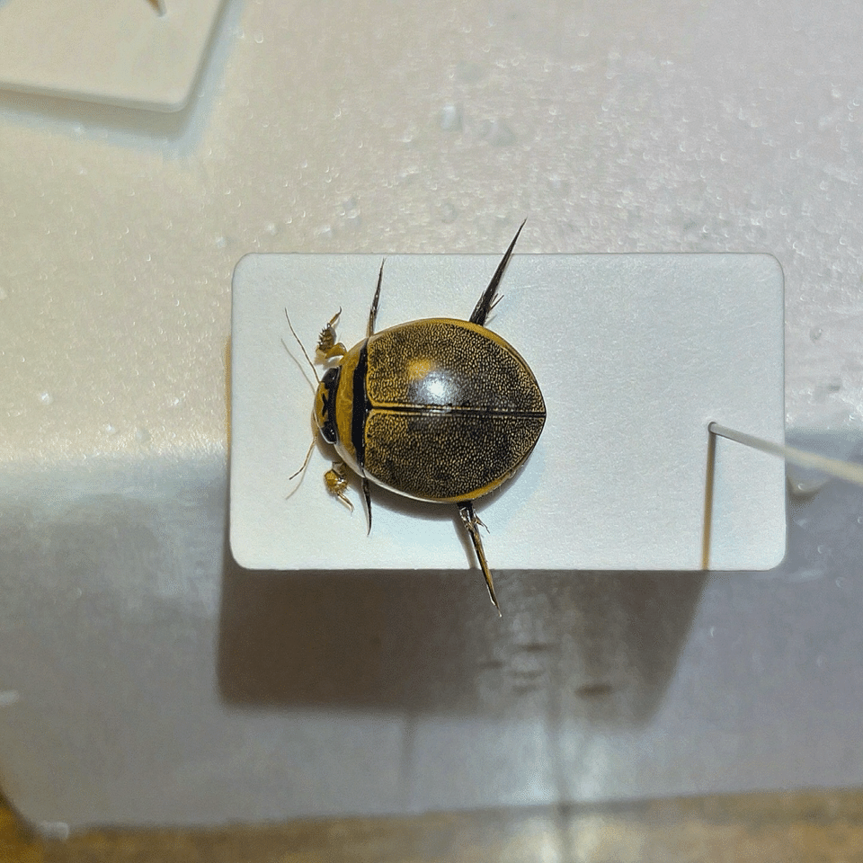 小さなゲンゴロウなどなど｜あまね屋さん