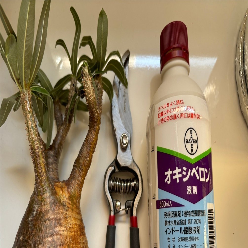 発根管理デビュー（グラキリス編）｜園芸バタフライ