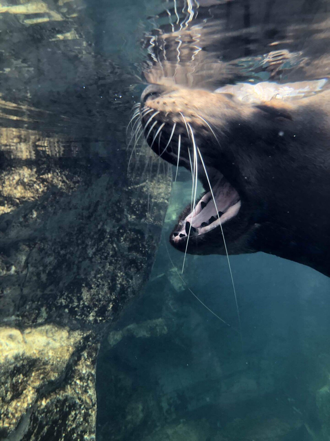 福島・いわき】アクアマリンふくしまに行ってきたよ｜あたっく