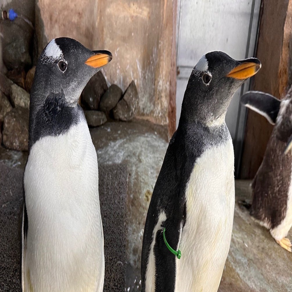 ジェンツーペンギンの雛がすくすくと成長中！｜那須どうぶつ王国公式